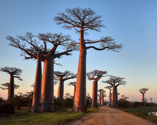 Avenue of the Baobabs